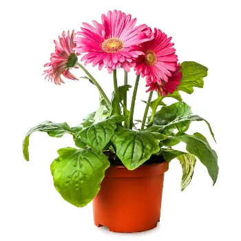 Gerbera Daisy Plants 